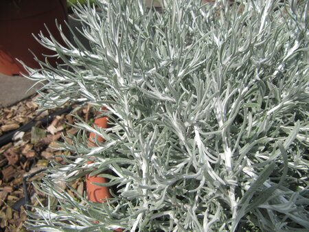 Helichrysum - Silver Carpet