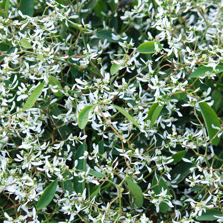 Euphorbia - wit