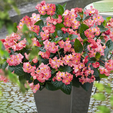 Hangpot 27 cm: Begonia