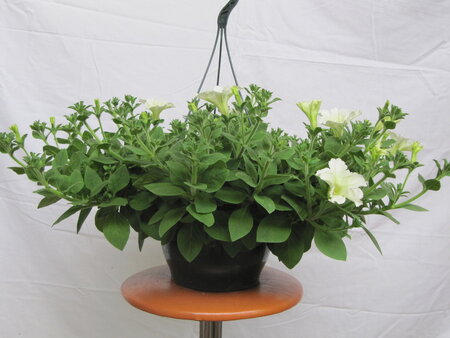 Hangpot 27 cm: Petunia