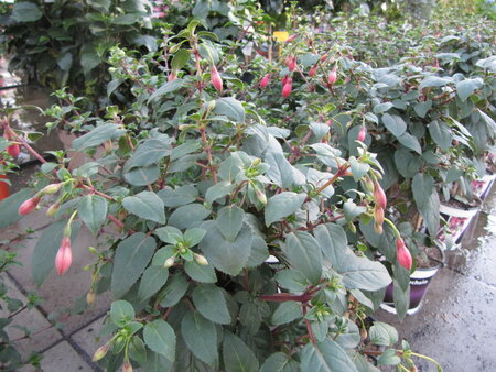 Fuchsia stam (19 cm pot/h: ca. 75cm)