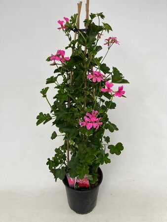 Pelargonium roze (19 cm pot)