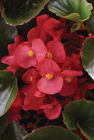 Begonia - rood (lichtblad)