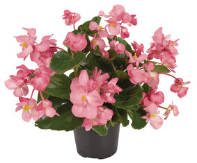 Begonia - roze (lichtblad)