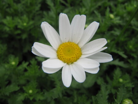 Chrysanthemum - wit