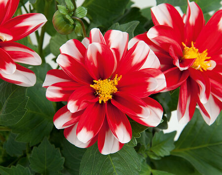 Dahlia - rood met wit (kleinere bloem)