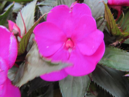 Impatiens NW G. - paars 
