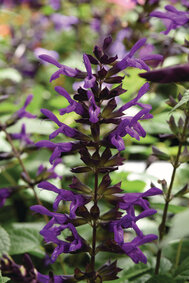 Salvia Purple & Bloom - paars