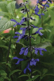 Salvia Black & Bloom - blauw