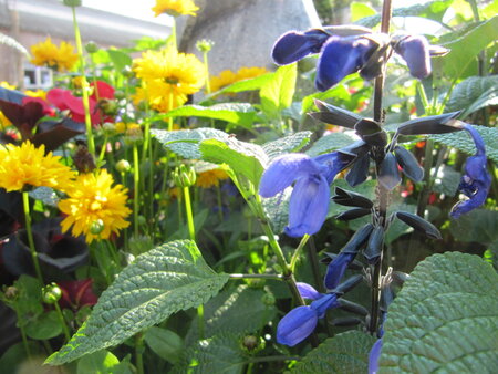 Salvia Black & Bloom - blauw