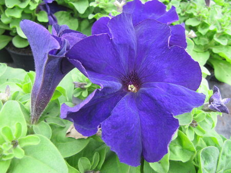 Petunia grootbl. - blauw