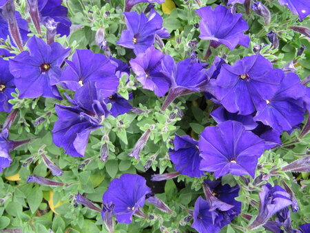 Petunia kleinbl. - blauw