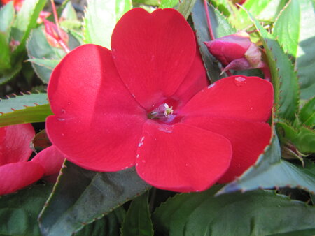 Impatiens NW G. - rood