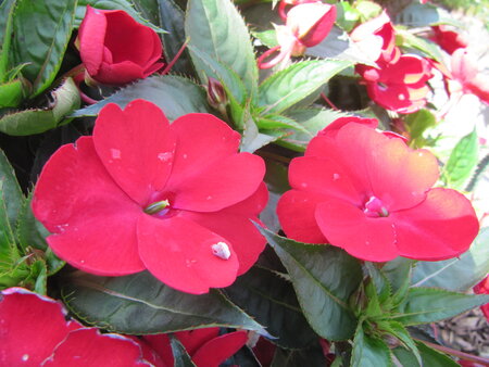 Impatiens NW G. - rood
