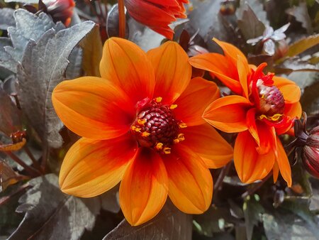 Dahlia - oranje met rood (donker blad)