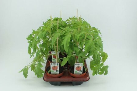 Tomaat, Coeur de Boeuf (12 cm) BIO
