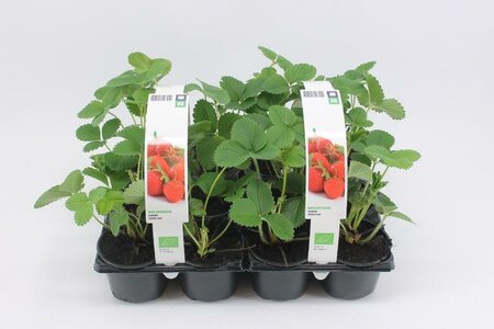 Aardbei Rumba - vroeg (6-pack) BIO