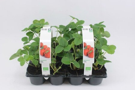 Aardbei Faith - laat (6-pack) BIO