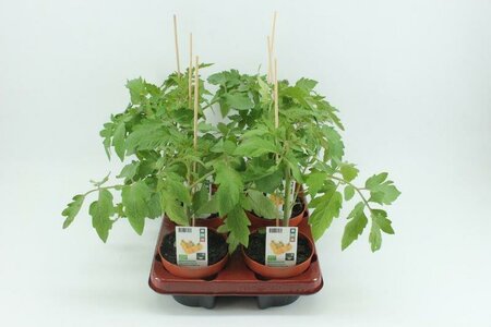 Tomaat, Cherry geel (12 cm) BIO