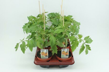 Tomaat, Geel (12 cm) BIO