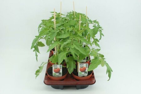 Tomaat, Tijger oranje (12 cm) BIO