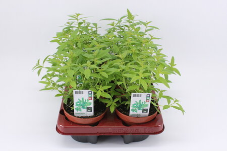 Citroenverbena (12 cm) BIO