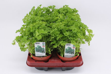 Peterselie (12 cm) BIO