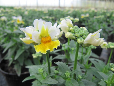 Nemesia - geel / wit