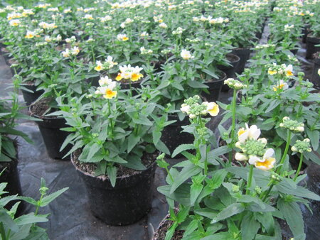 Nemesia - geel / wit