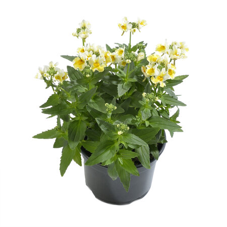 Nemesia - geel / wit