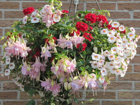 Hangpot 30 cm: Mix BEPERKT ASSORTIMENT!