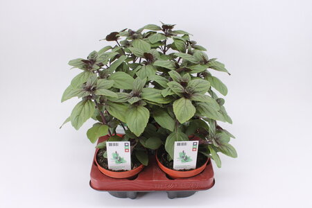 Basilicum, "Magic Blue" (12 cm) BIO