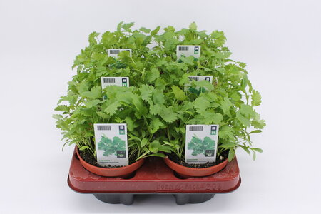 Koriander (12 cm) BIO