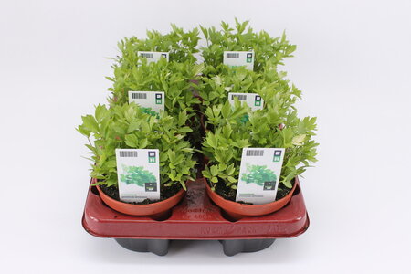 Maggikruid (12 cm) BIO