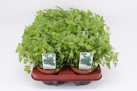 Oregano (12 cm) BIO