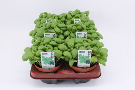 Basilicum (12 cm) BIO