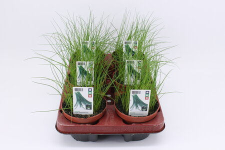 Bieslook (12 cm) BIO