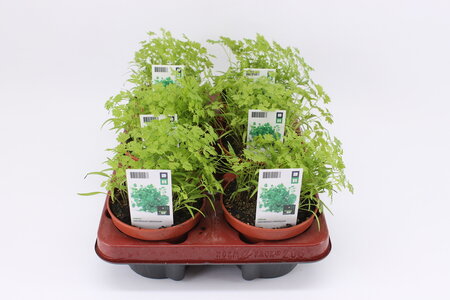 Kervel (12 cm) BIO