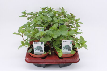 Munt, Chocolademunt (12 cm) BIO