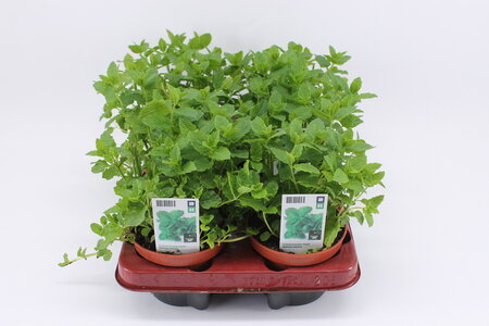 Munt, Marokkaanse Munt (12 cm) BIO