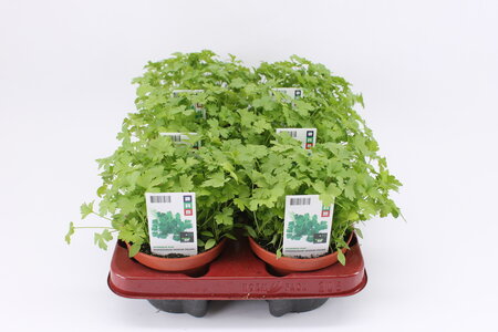 Peterselie plat (12 cm) BIO