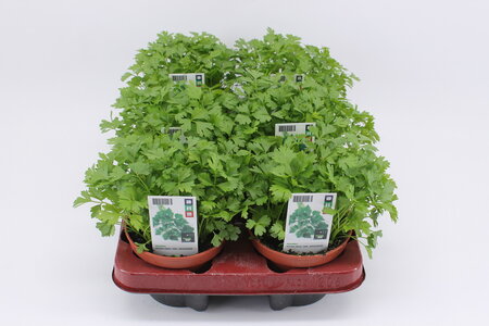 Selderij (12 cm) BIO