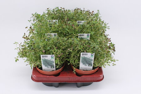 Thijm (12 cm) BIO