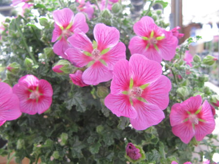 Anisodonthea roze (19 cm pot)