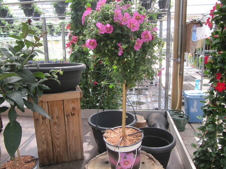 Anisodonthea roze (19 cm pot)