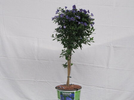 Solanum rantonnettii (19 cm pot)