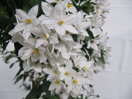 Solanum jasminoides (19 cm pot)