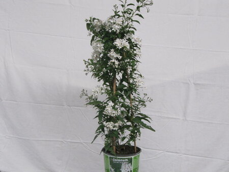 Solanum jasminoides (19 cm pot)