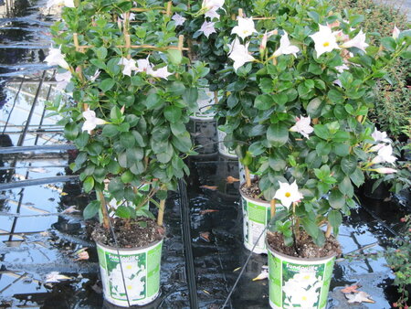 Sundaville wit, rek (19 cm pot)