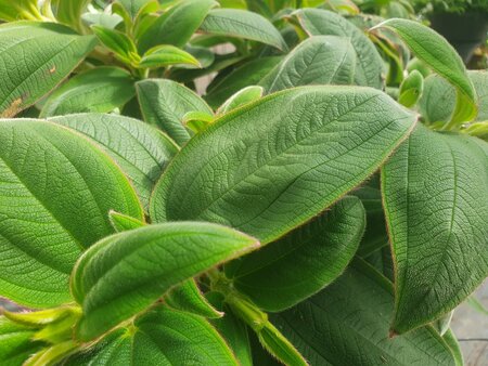 Tibouchina blauw (19 cm pot)
